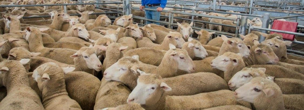 Livestock | Agstock – Gundagai & Tumut